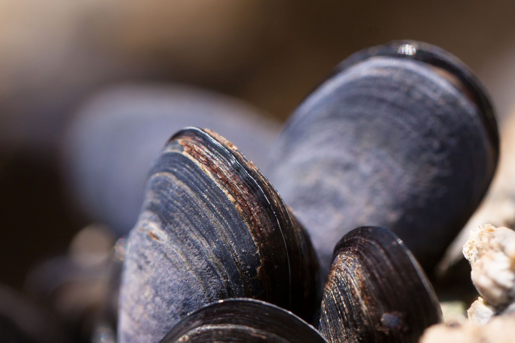 Même les moules dépendent des courants pour vivre...